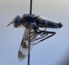 Ozodiceromyia