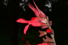 Salvia fulgens
