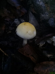 Amanita xylinivolva