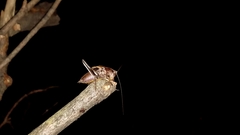 Atlanticus testaceus