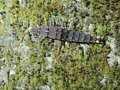 Pyrocoelia praetexta