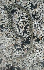 Thamnophis marcianus