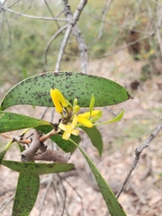 Persoonia levis