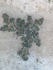Euphorbia micromera