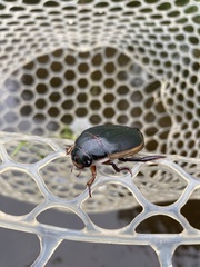 Dytiscus verticalis