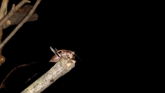 Atlanticus testaceus