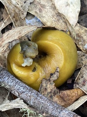 Ariolimax californicus