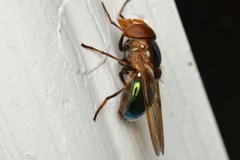 Copestylum vesicularium