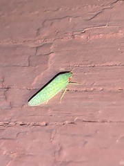 Gyponini