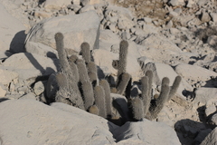 Loxanthocereus acanthurus