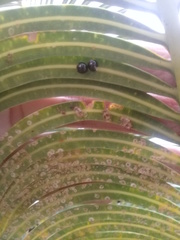 Chilocorus nigritus
