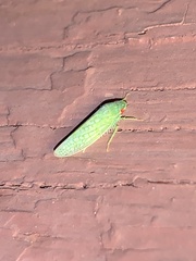 Gyponini