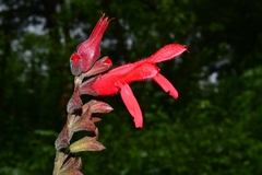 Salvia fulgens