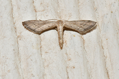 Euacidalia brownsvillea