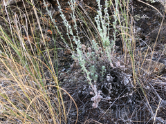 Artemisia frigida