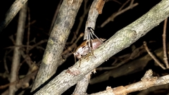 Atlanticus testaceus