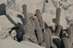 Loxanthocereus acanthurus