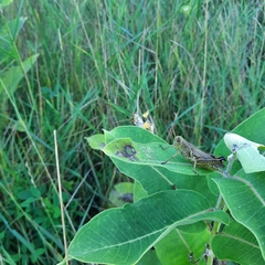 Melanoplus differentialis