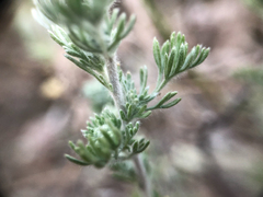 Artemisia frigida