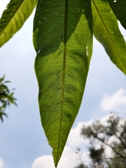 Ipomoea murucoides