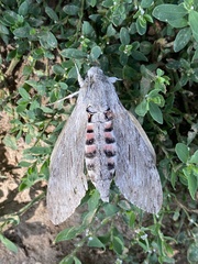 Agrius convolvuli