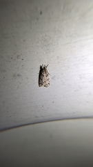 Eudonia heterosalis
