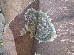 Xanthoparmelia stenophylla