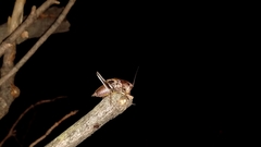 Atlanticus testaceus