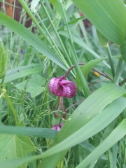 Lilium martagon pilosiusculum