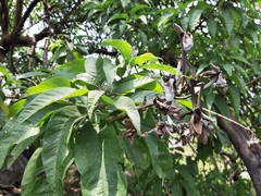 Ipomoea murucoides