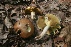 Suillus granulatus