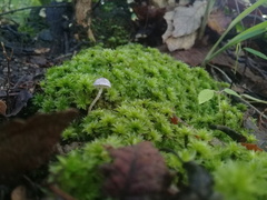 Mycena subcaerulea