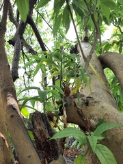 Ipomoea murucoides