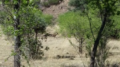 Odocoileus virginianus couesi