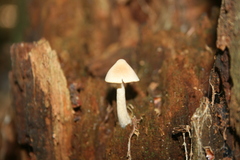 Entoloma strictius