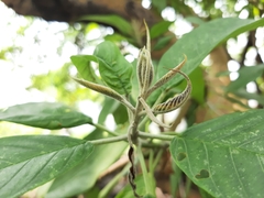 Ipomoea murucoides