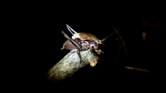 Atlanticus testaceus