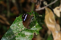Cybdelis phaesyla