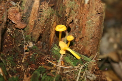 Gloioxanthomyces nitidus