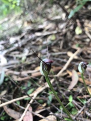 Pterostylis pedunculata