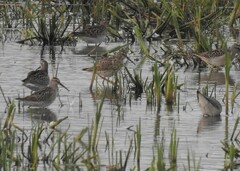 Calidris himantopus