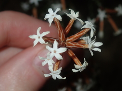 Lysinema pentapetalum