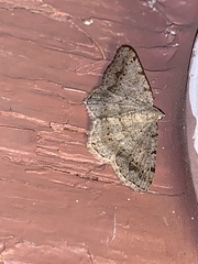 Digrammia ocellinata