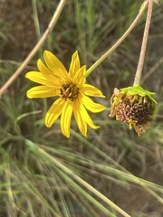 Helianthus atrorubens