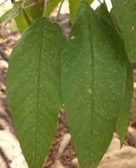 Ipomoea murucoides