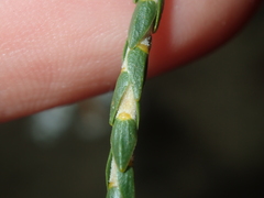 Lysinema pentapetalum