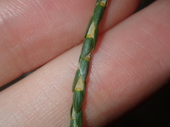 Lysinema pentapetalum