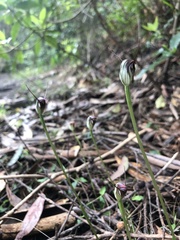 Pterostylis pedunculata