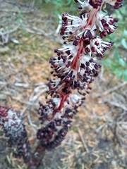 Allotropa virgata