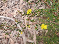 Hibbertia monogyna
